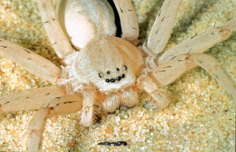 Sinopoda Scurion