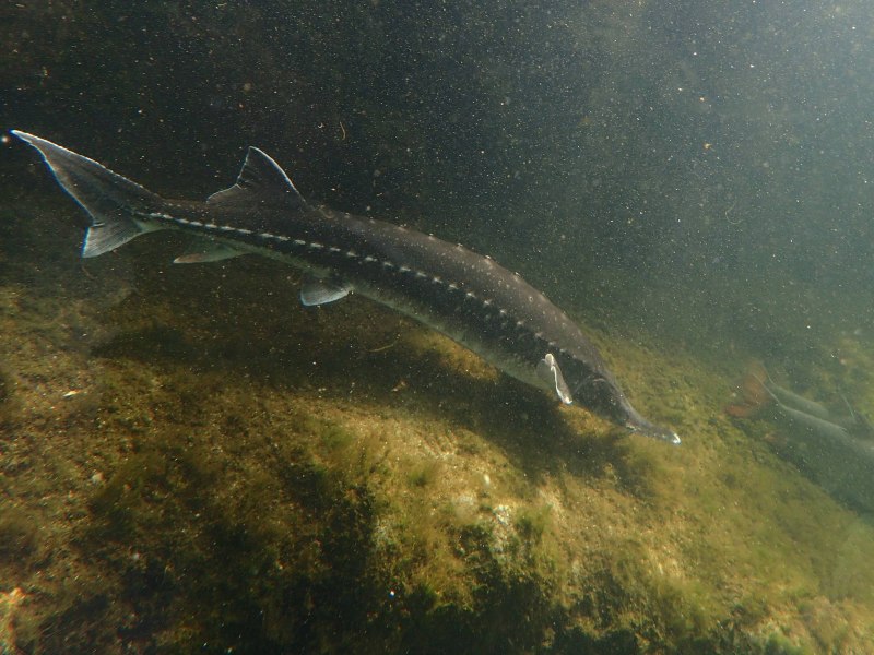 Севрюга – Acipenser stellatus Pallas, 1771