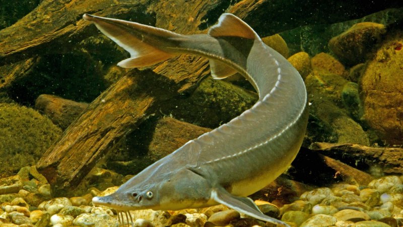 Севрюга – Acipenser stellatus Pallas, 1771