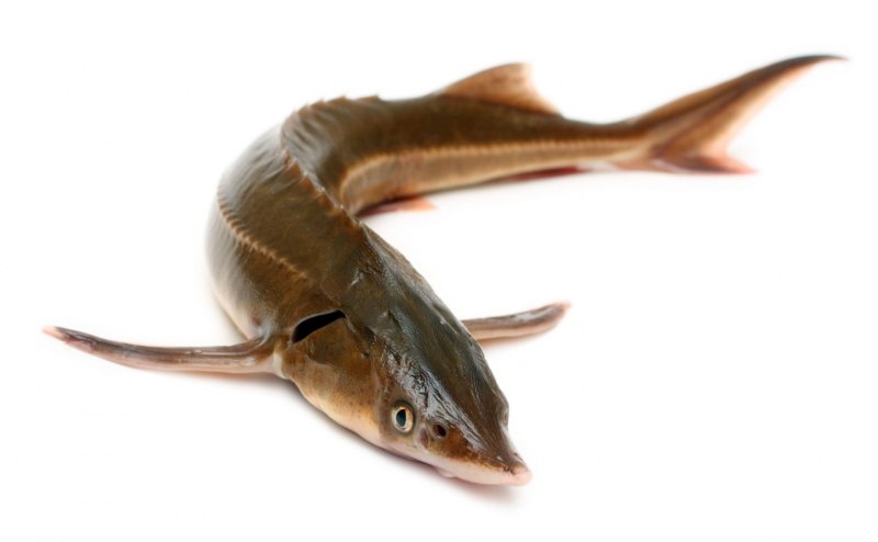Севрюга – Acipenser stellatus Pallas, 1771