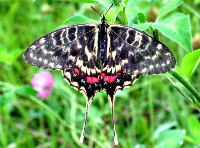 Серицин Монтела (Sericinus Montela)