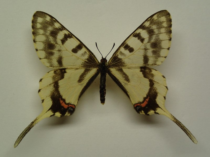 Papilio xuthus бабочка