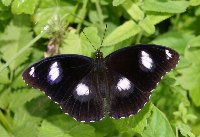 Eualus macilentus
