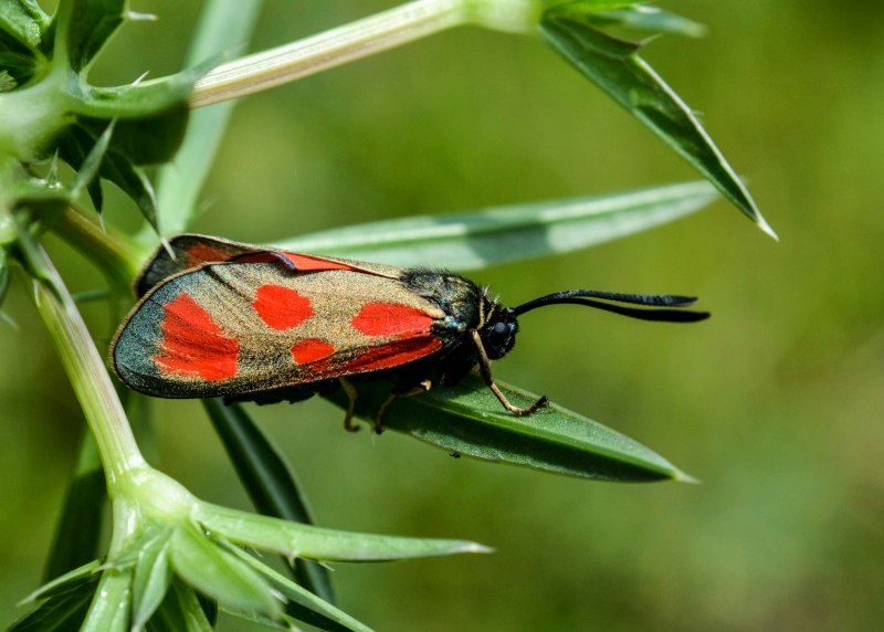 Eutresis