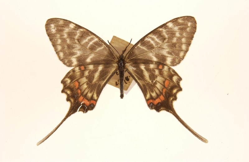 Zerynthia Rumina