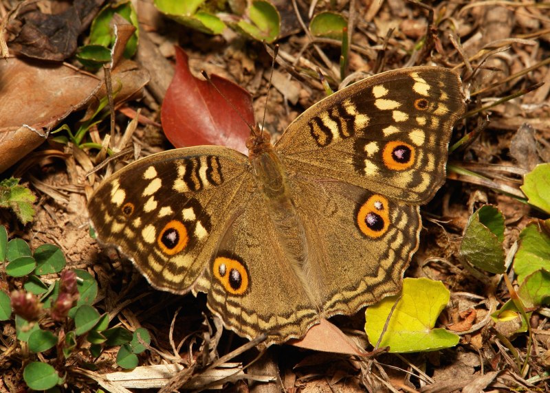 Zygaena loti