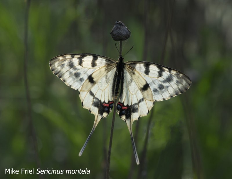 Sericinus Montela (Gray, 1852)