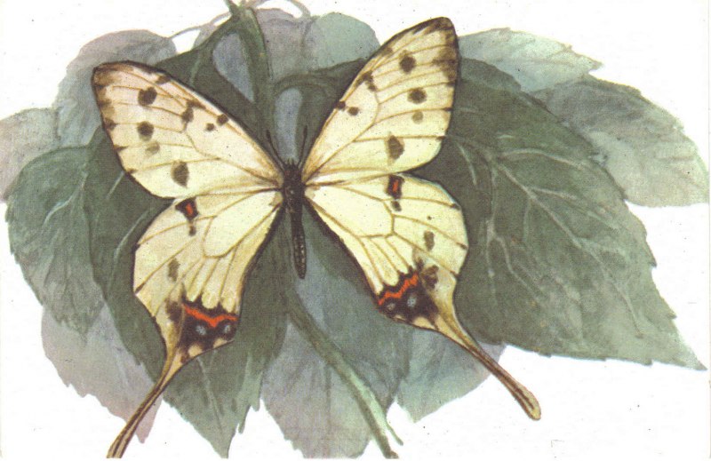 Papilio Arcturus