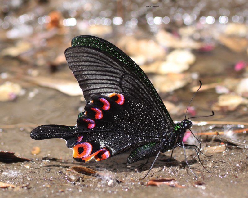 India Plants and animals