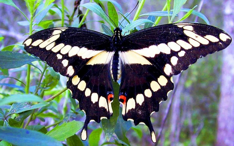 Papilio xuthus (Linnaeus, 1767)