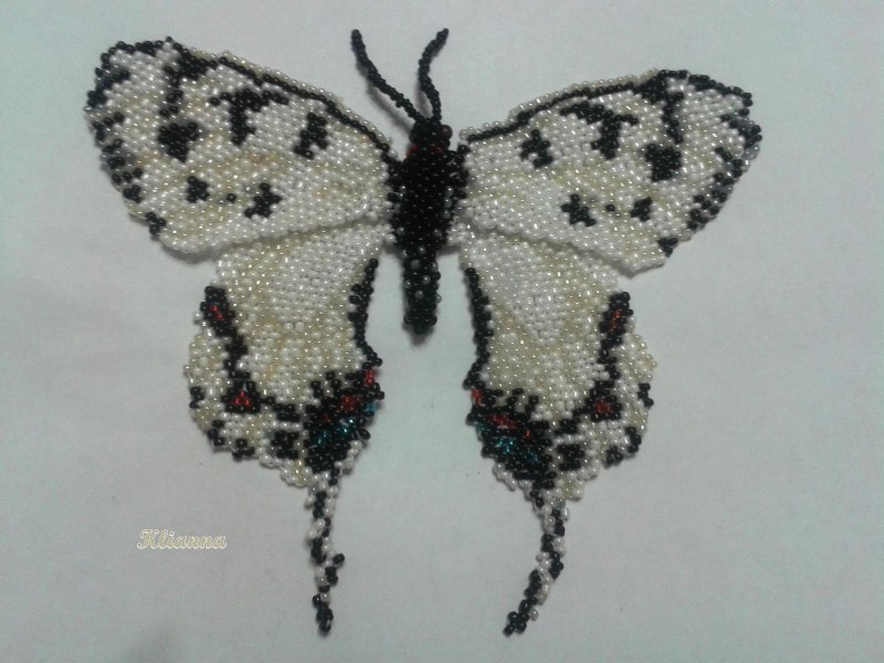 Prepona Omphale