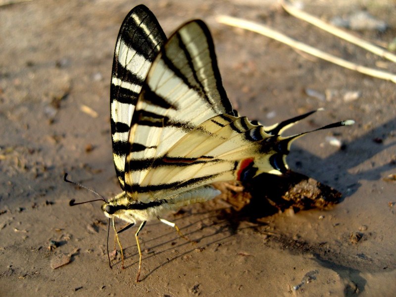 Белянка (Hebomoia glaucippe)