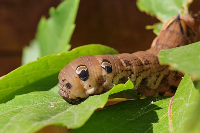 Aglais urticae гусеница