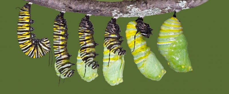 Гусеница Cerura vinula