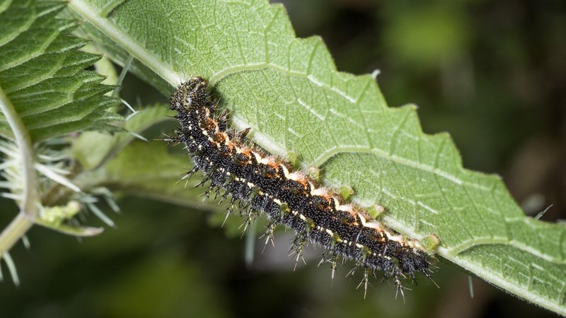 Dragon Caterpillar гусеница
