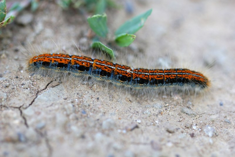 Malacosoma castrensis гусеница