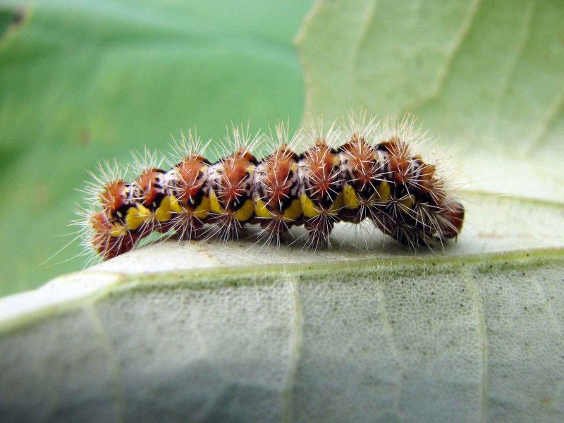 Green Caterpillar гусеница