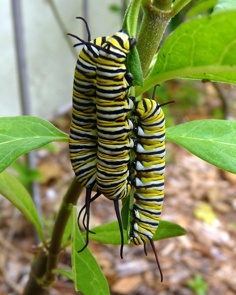 Acronicta Tridens гусеница
