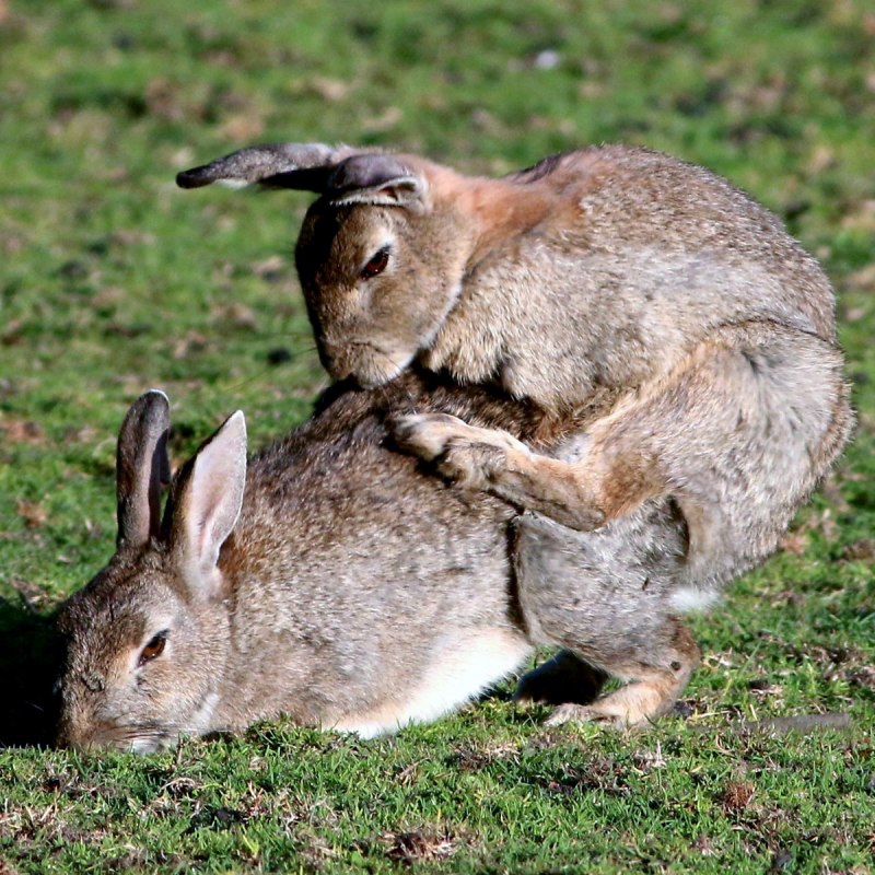 Дикий кролик Oryctolagus cuniculus
