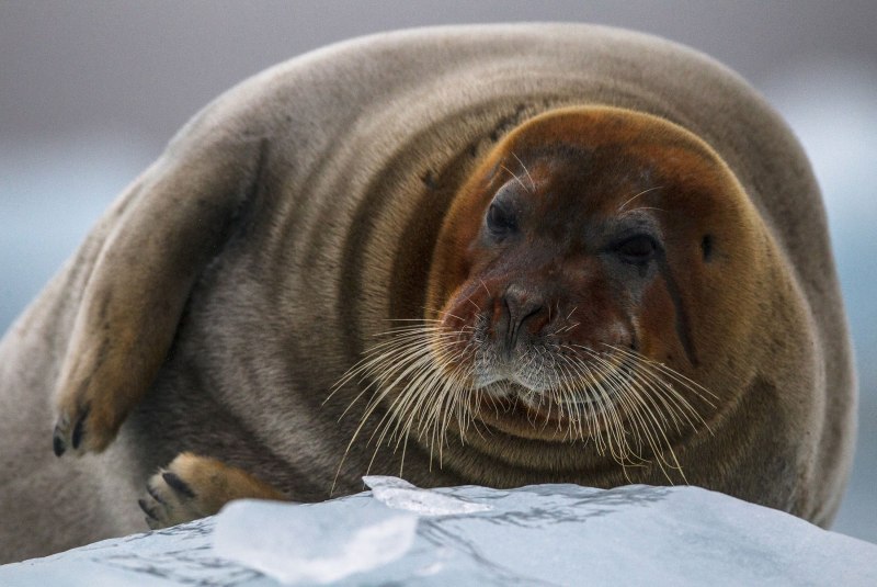 Морской заяц, Лахтак (Erignathus barbatus)