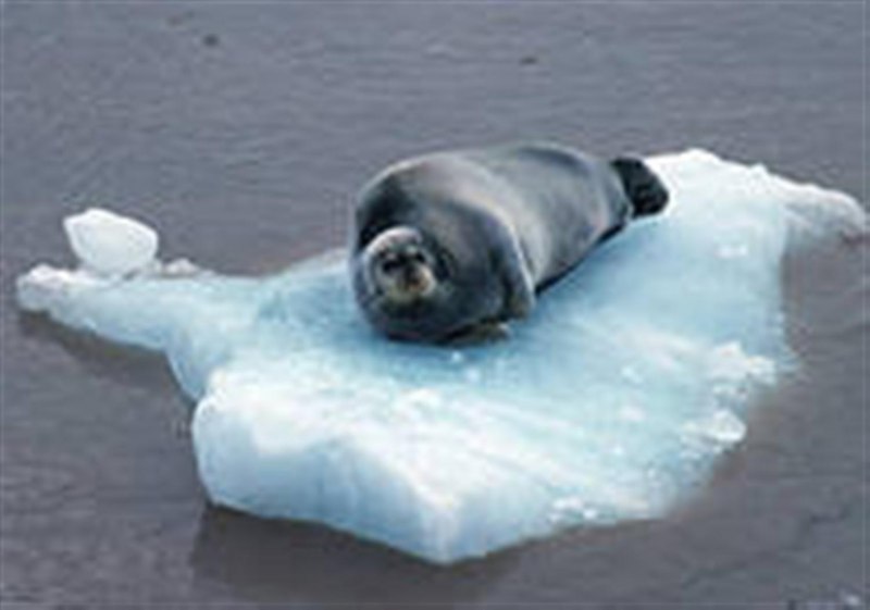 Seals Swim Seals Swim
