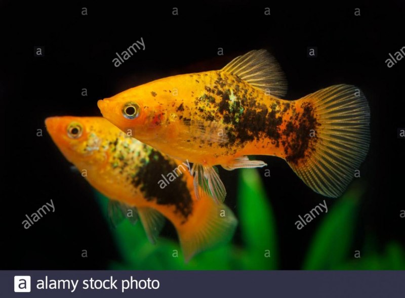 Зелёный меченосец Xiphophorus hellerii