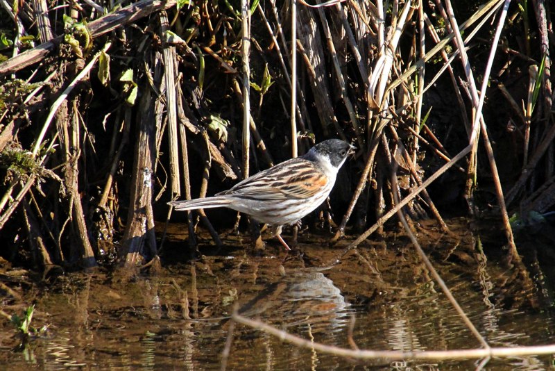 Камышовая овсянка - Emberiza schoeniclus