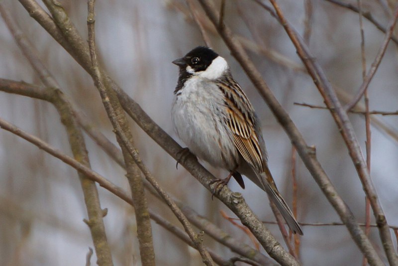 Emberiza citrinella