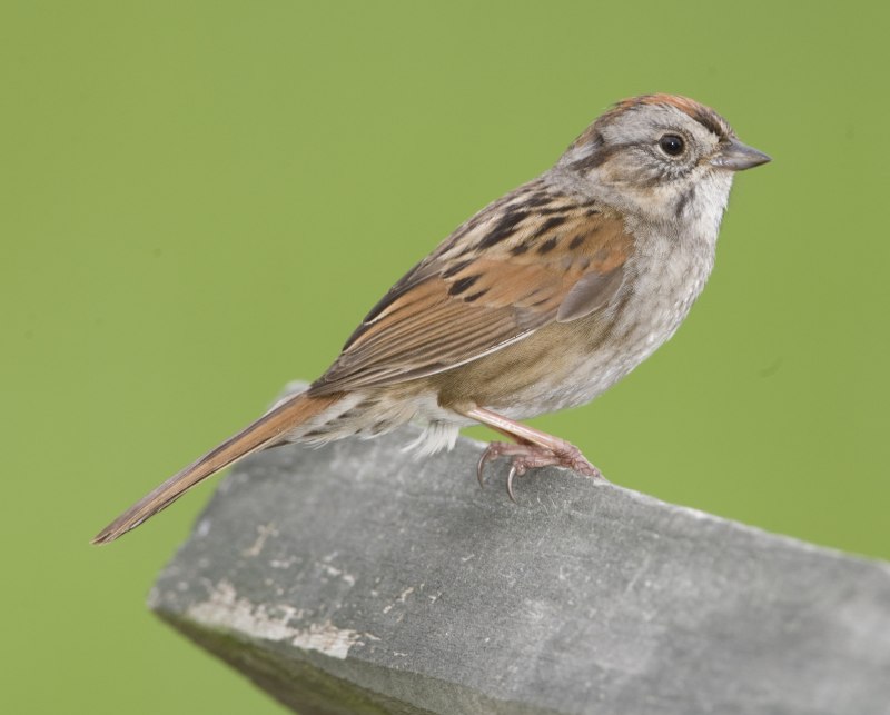Emberiza fucata