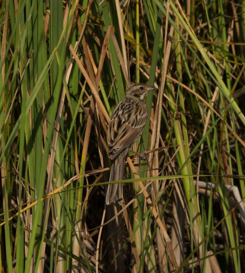 Овсянка Камышовая, или тростниковая – Emberiza schoeniclus (l., 1758)