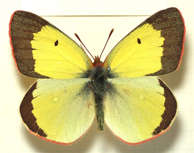 COLIAS palaeno