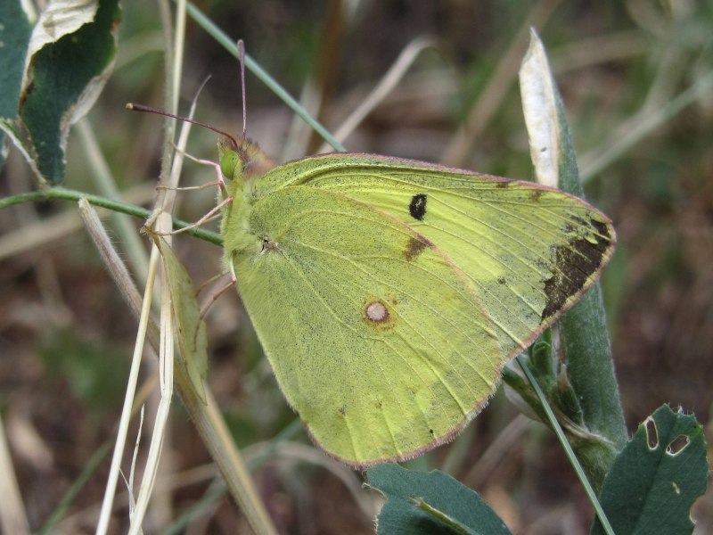 Желтушка Аврорина COLIAS aurorina