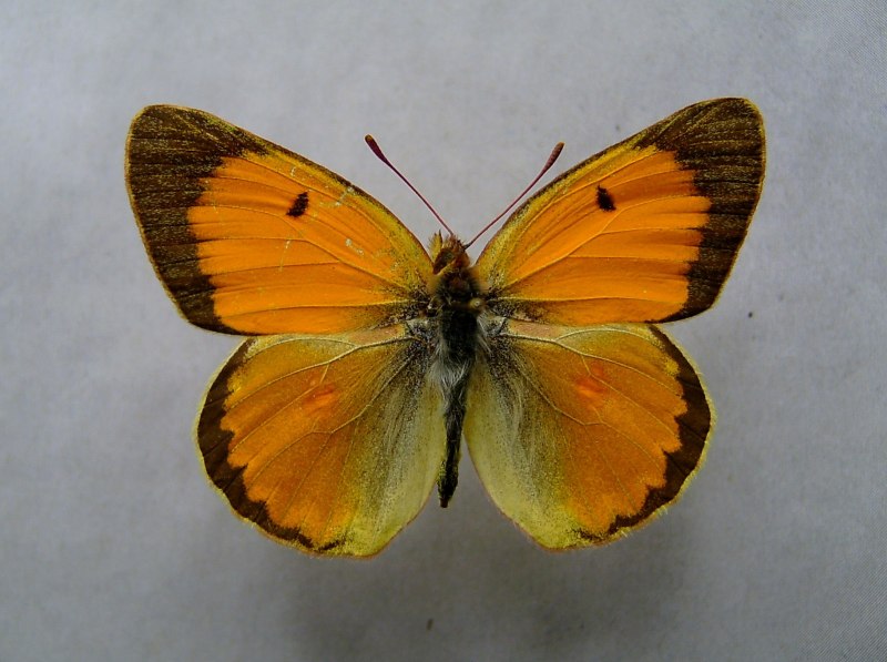 COLIAS dubia
