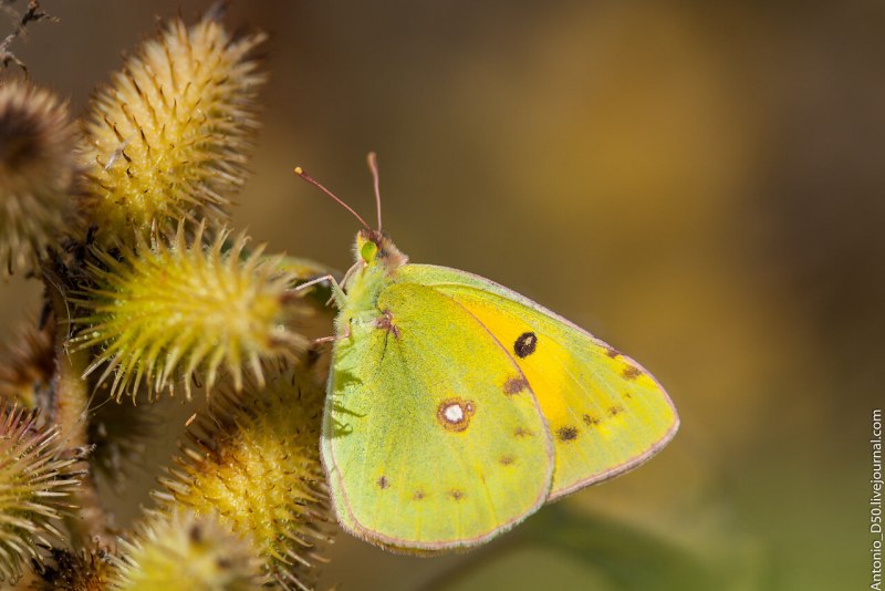 COLIAS hyale (Linnaeus, 1758)