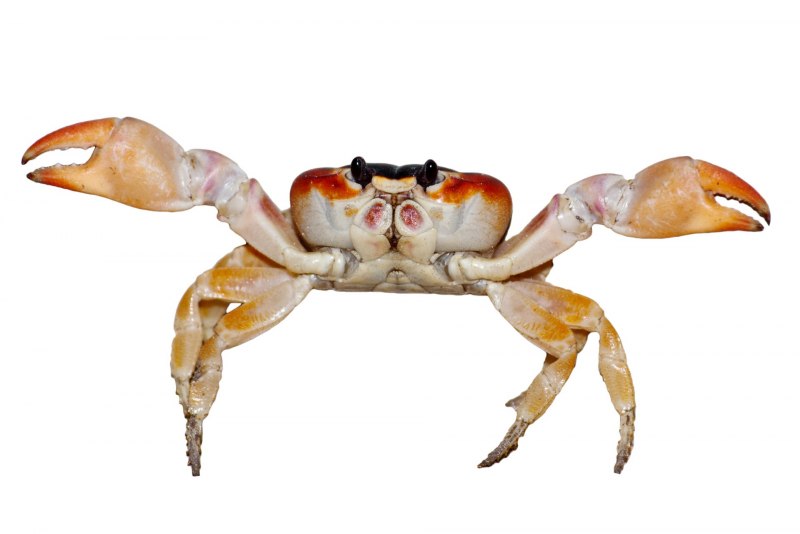 Морской краб