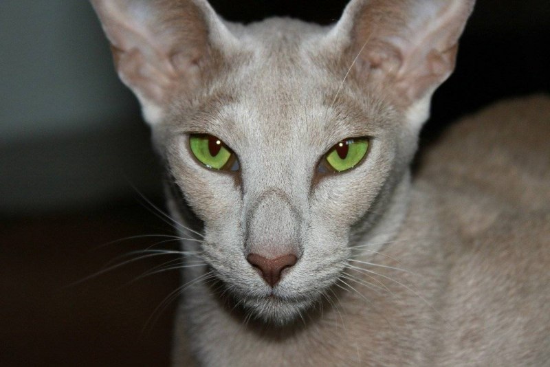 Голландский рекс кошка