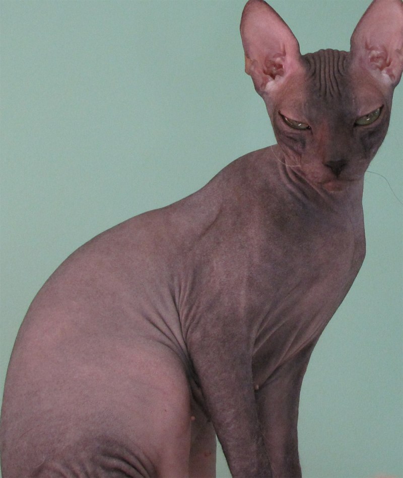Абиссинская кошка короткошерстная