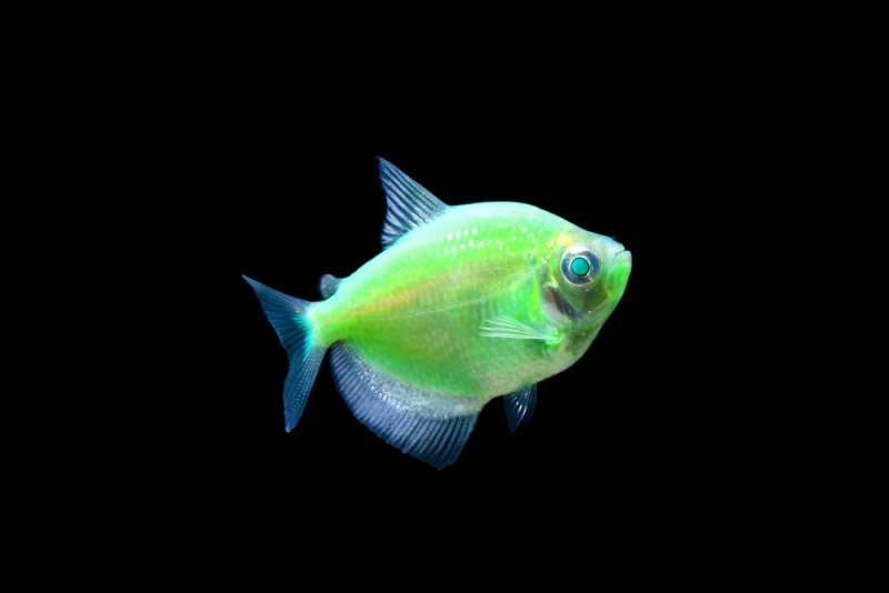 Тернеция (Gymnocorymbus ternetzi)
