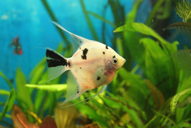 Неон черный (Hyphessobrycon herbertaxelrodi).
