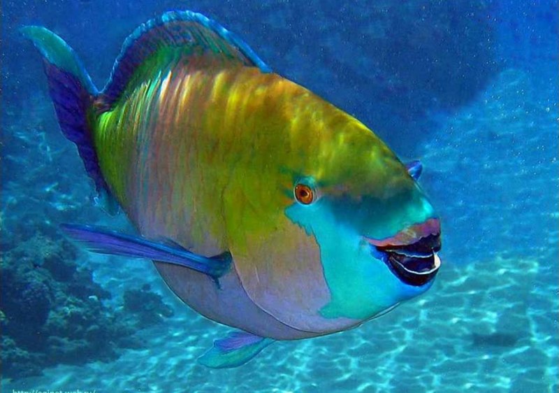 Рыба попугай красное море