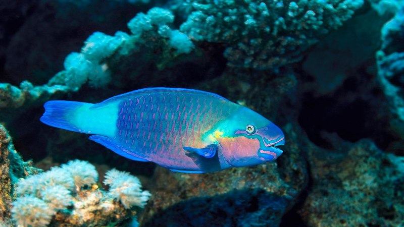 Красное море рыбки попугай
