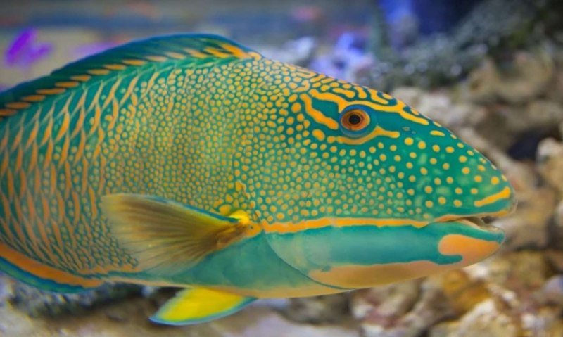 Cetoscarus ocellatus
