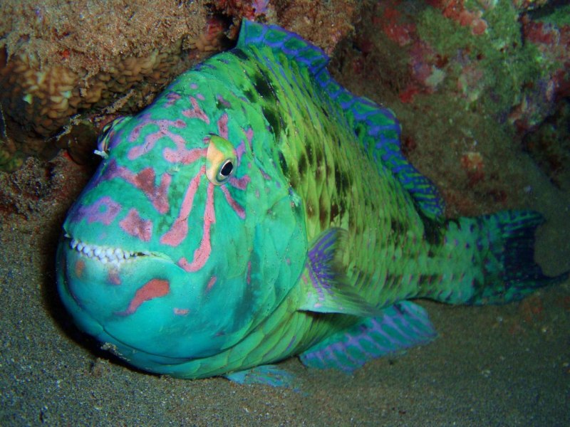Рыба попугай красное море