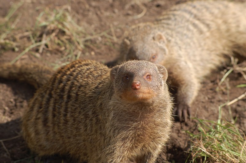 Dwarf Mongoose