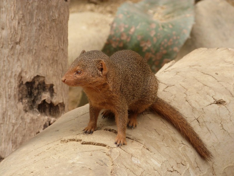 Hawaii Mongoose