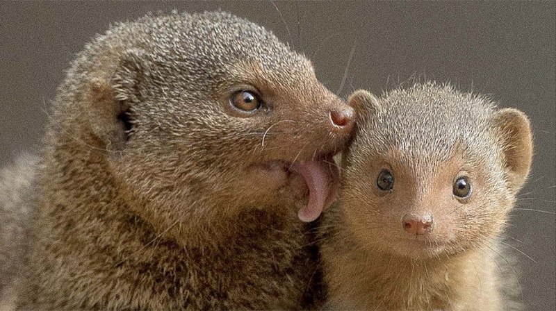 Dwarf Mongoose