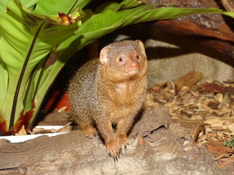 Dwarf Mongoose