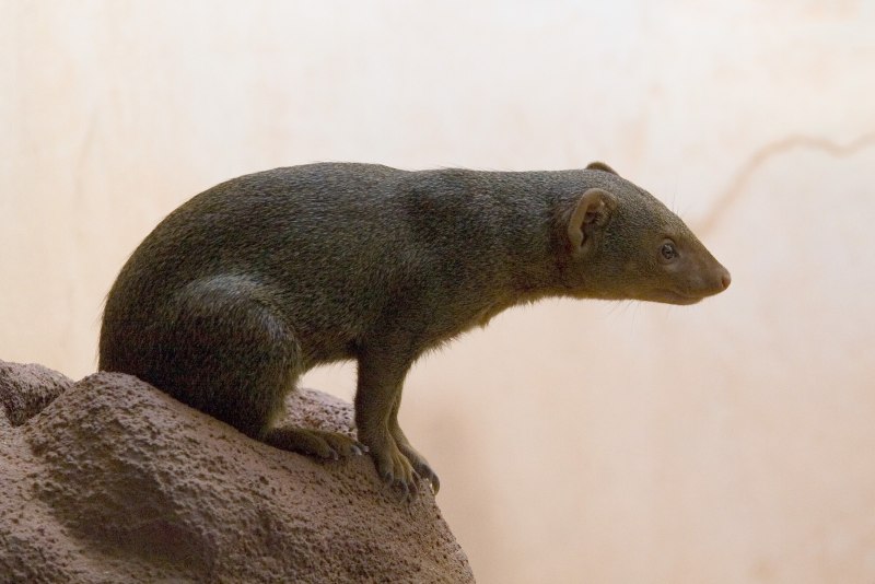 Herpestes smithii