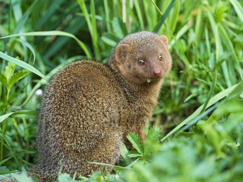 Dwarf Mongoose Diet
