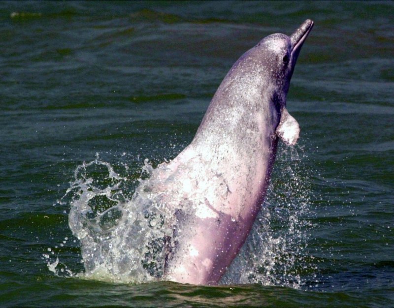 Речной Дельфин Байджи Baiji Dolphin